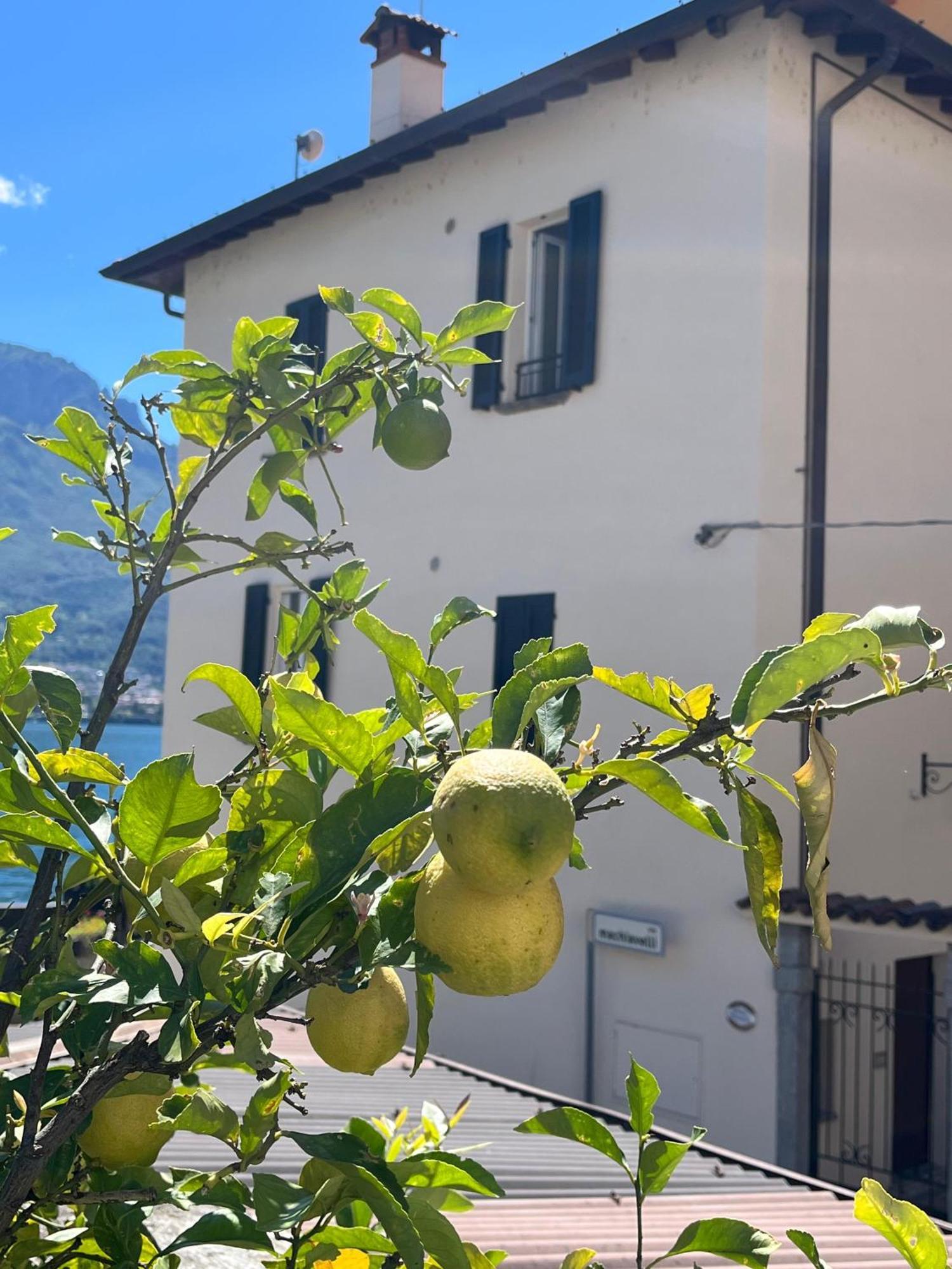 Domus Graziana - Lake Front Oliveto Lario Zewnętrze zdjęcie
